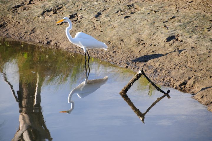 Crane reflection