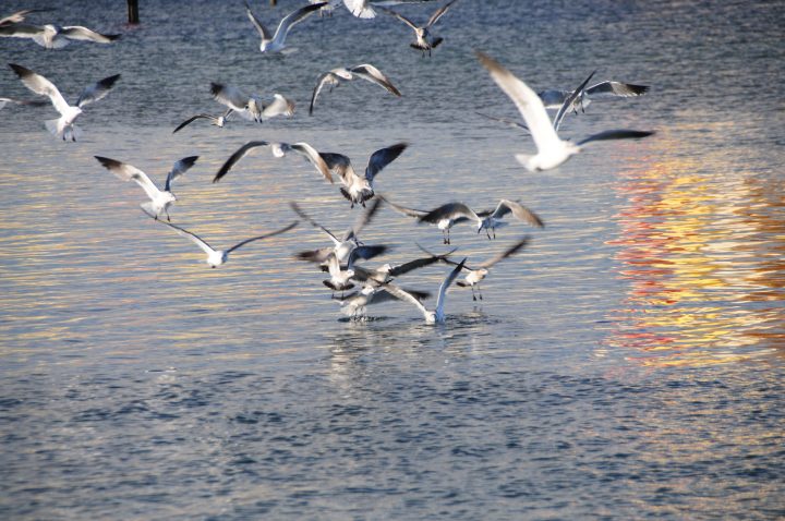 seagulls fighting over food