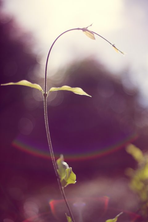 Growth