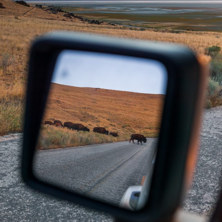 Bison in Rear View Mirror