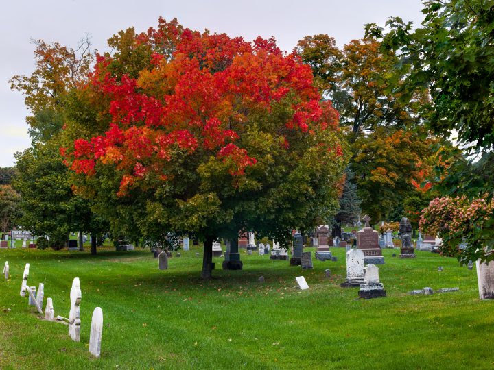 Fall Color at Cemetery