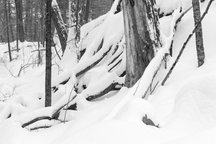 Fallen Trees and Fresh Snow