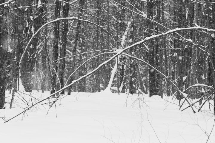 Bent Trees in the Forest 02
