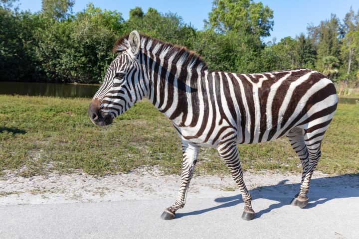 Lion Country Safari
