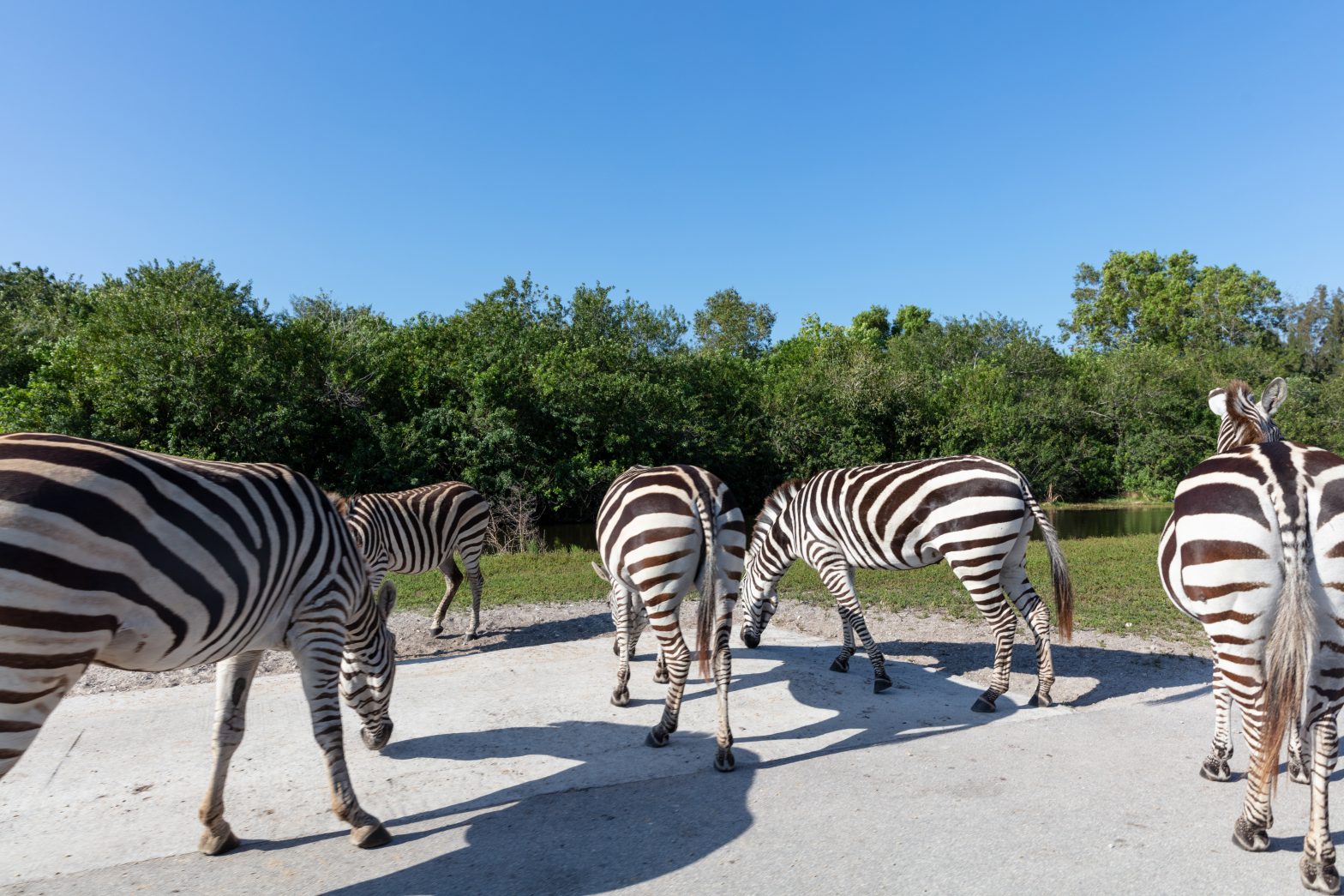 Lion Country Safari - Duncan.co