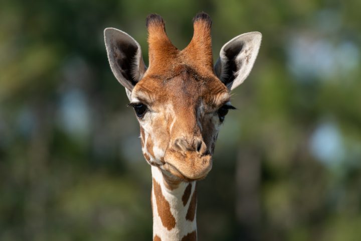 Giraffes of Lion Country Safari