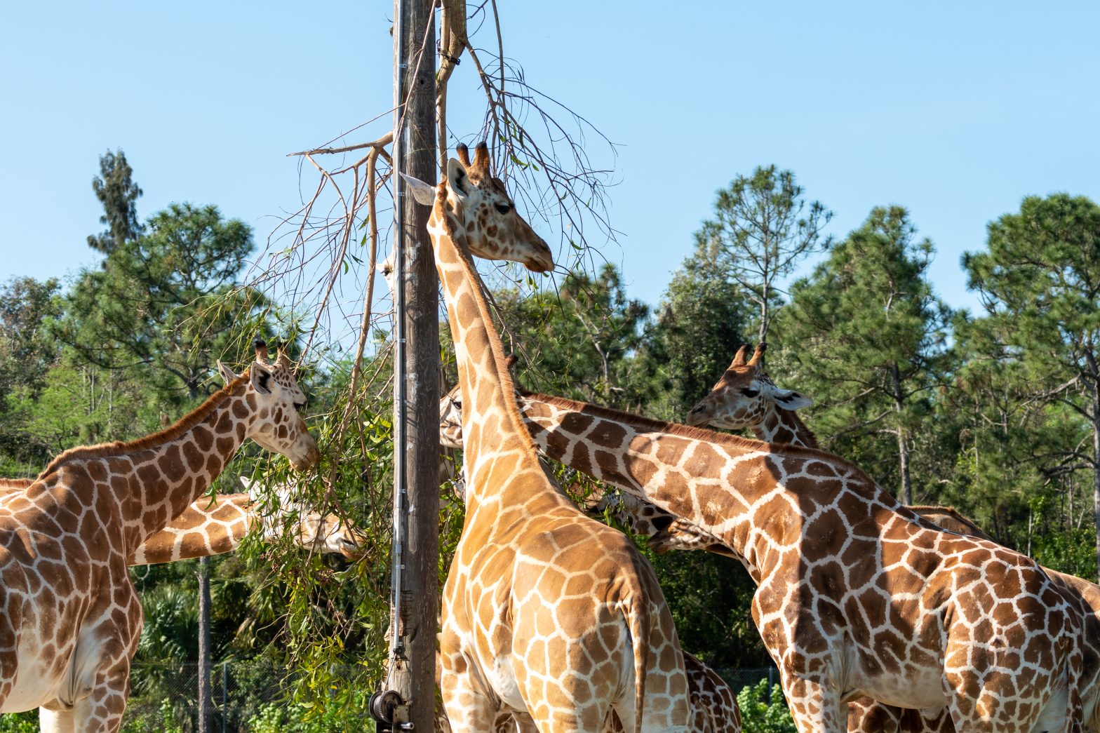 Lion Country Safari - Duncan.co