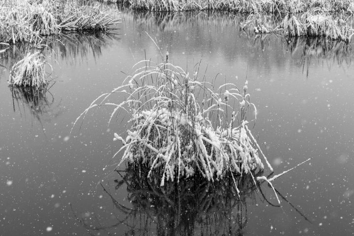 Reeds in the Snow