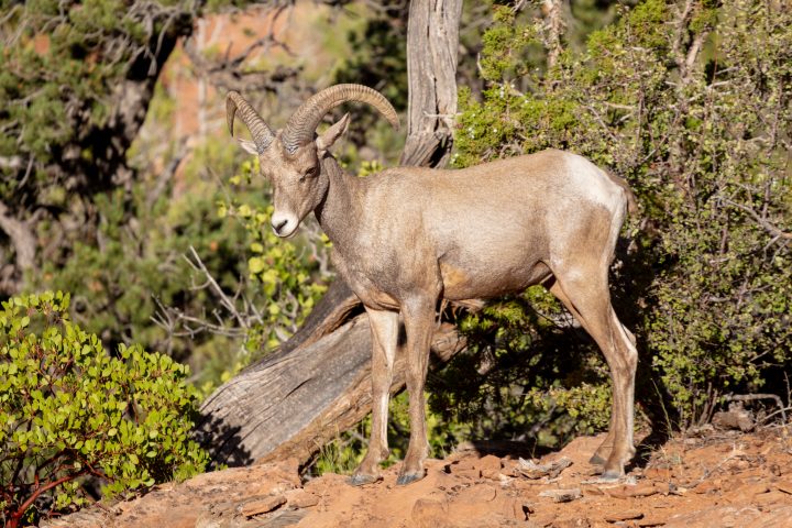 Bighorn Sheep at Zion National Park