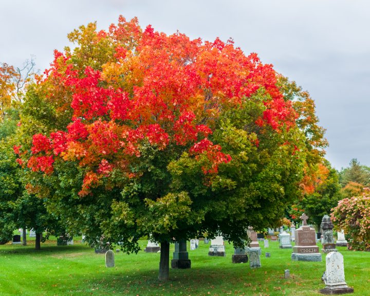 Fall Color at the Cemetery