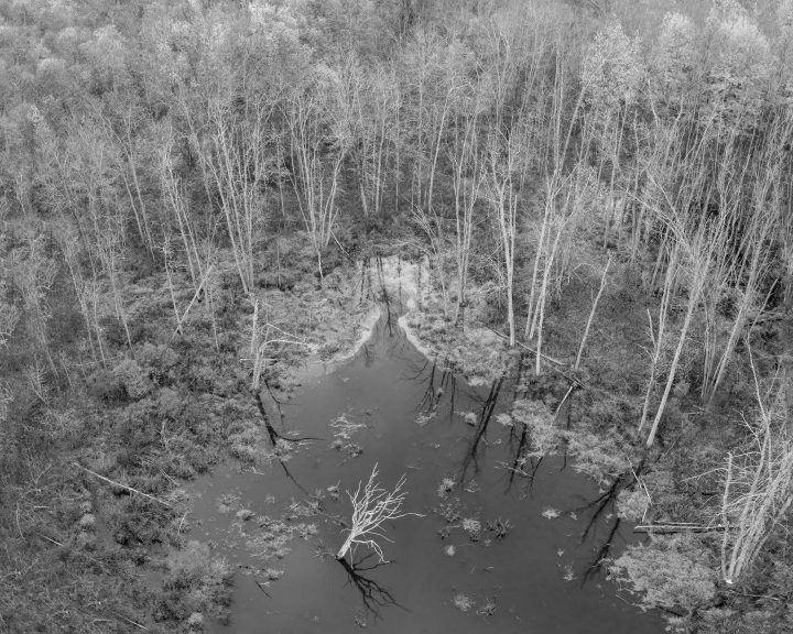 Single Dead Tree in Pond Surrounded by Forest