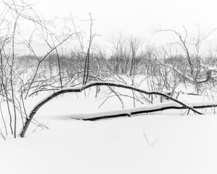 Bent Trees in the Forest 03