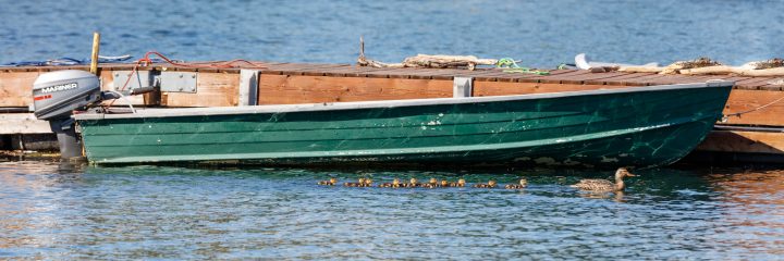 Ducklings and Green Boat at the Dock