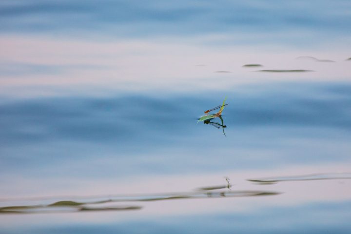 Damselfly Surfing on a Leaf