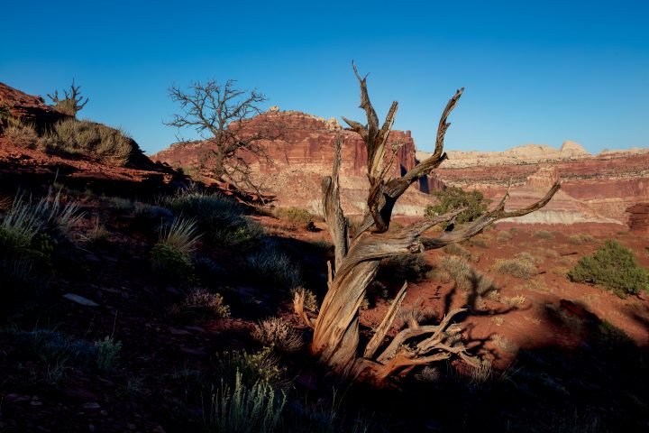 Gnarled Juniper Tree and Shadow