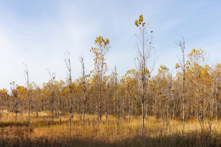 The Last Few Leaves