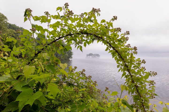 Arch of Leaves and Small Island