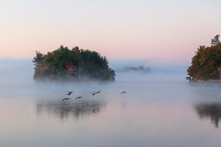 Geese in Flight and Morning Fog