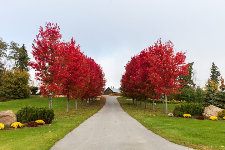 Fall Colour Driveway