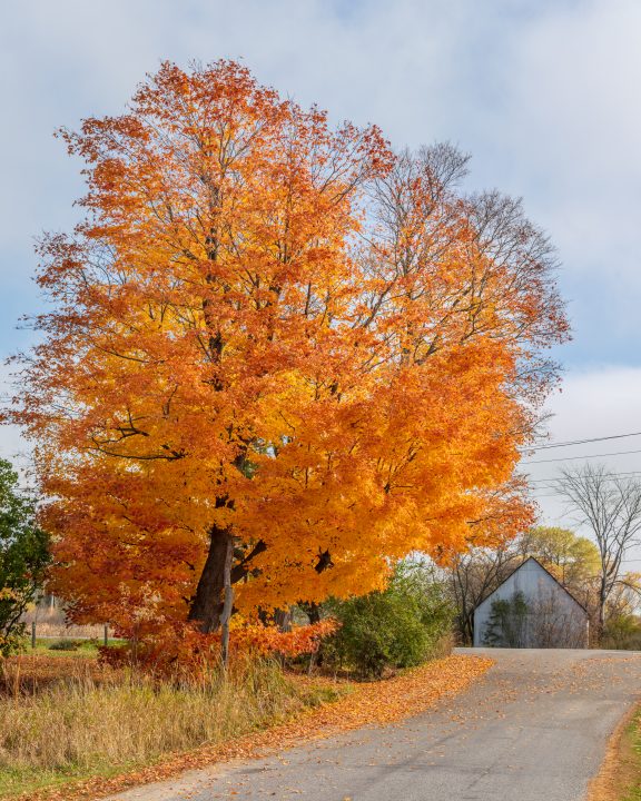 Orange Leaves and Barn