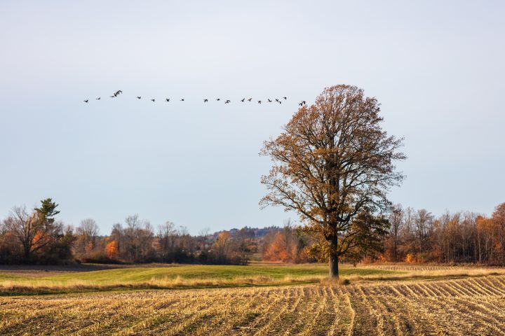 Geese and Tree at Corn Field