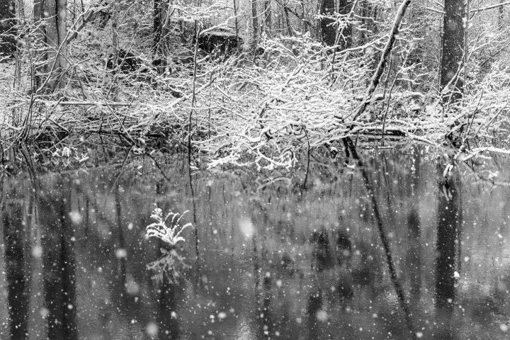 Snowing at the Pond