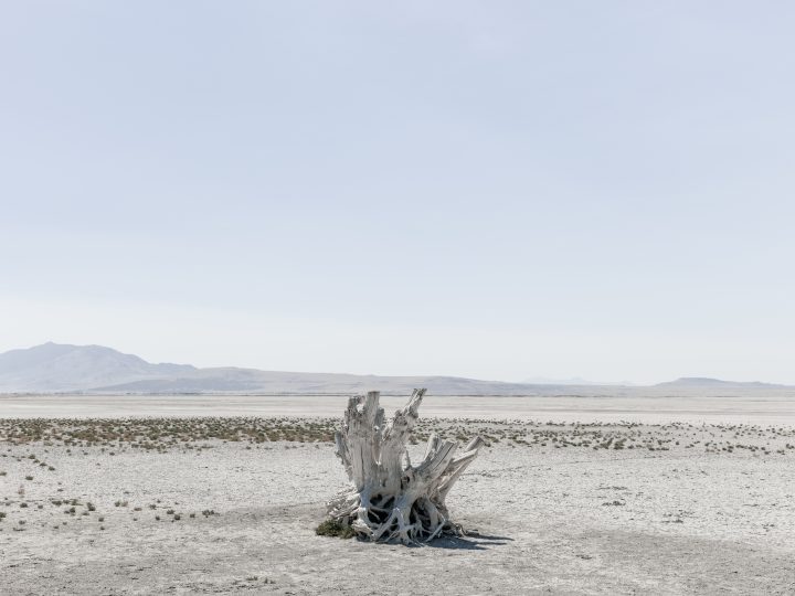 Salt Lake Stump