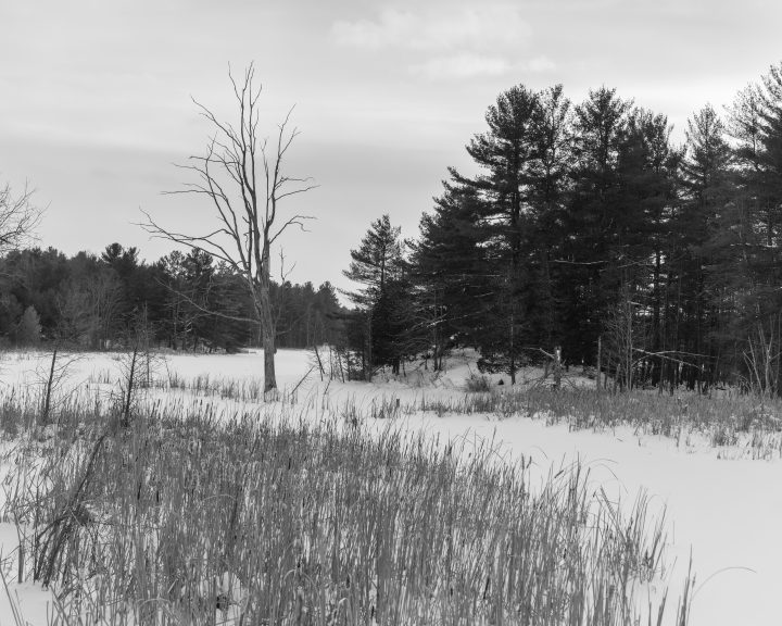 Reeds and Dead Tree