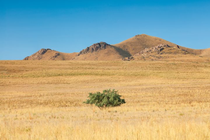 Tree at Antelope Island