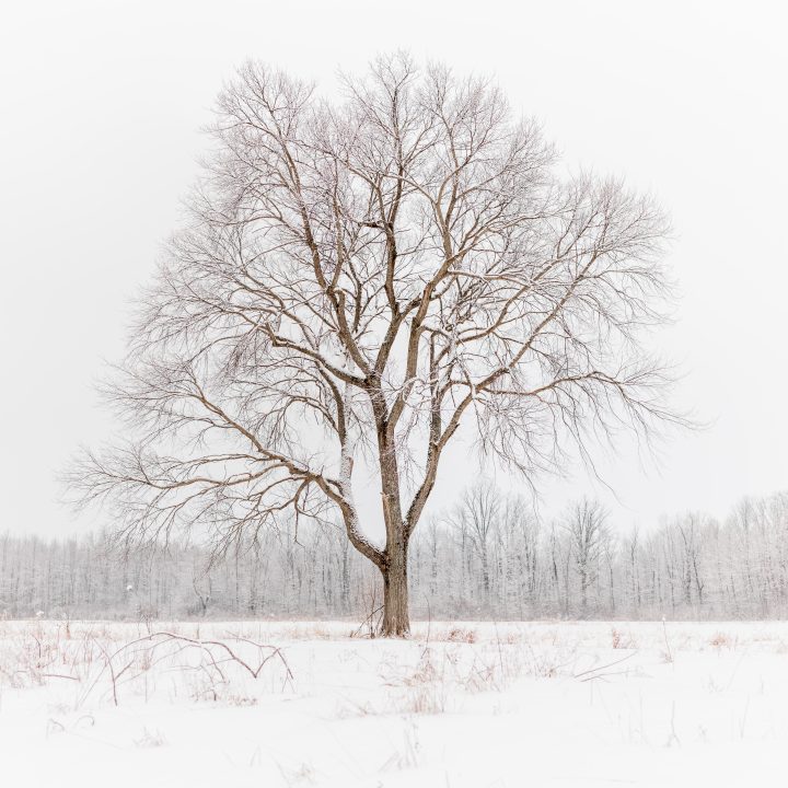 Lone Tree in the Snow