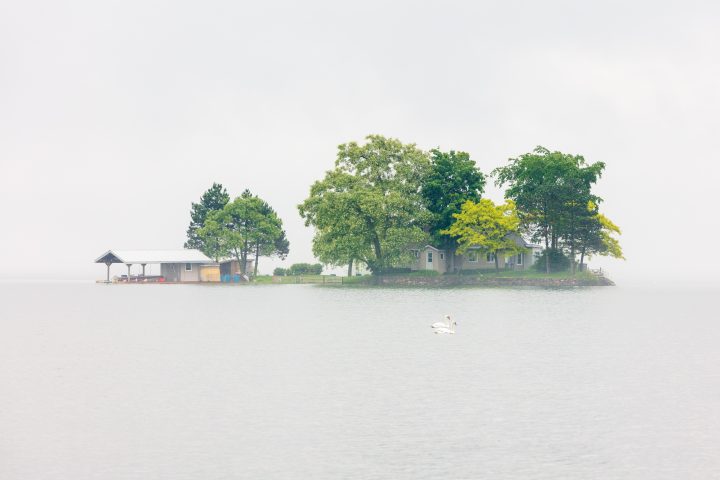 Swans and Small Island in the Fog