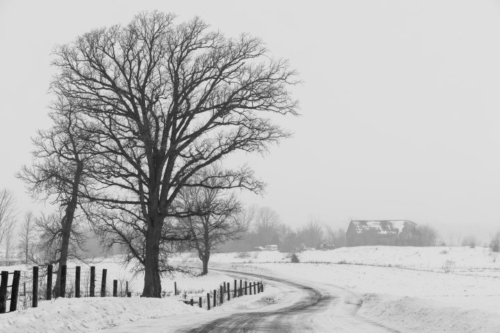 Tree and Barn in the Fog