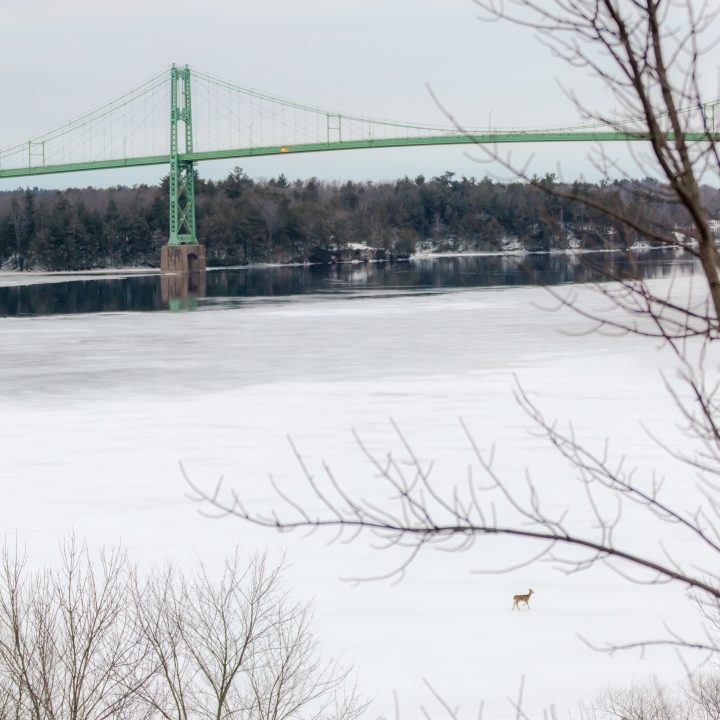 Deer and 1000 Islands Bridge