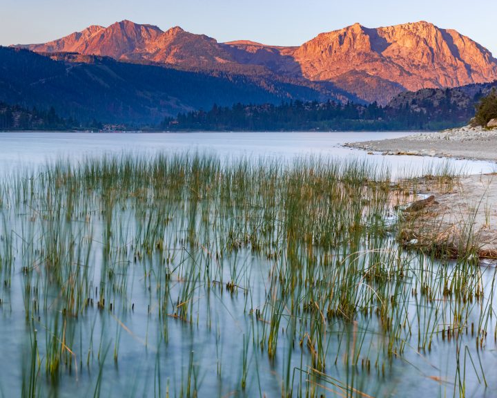 Grasses and Morning Light at June Lake