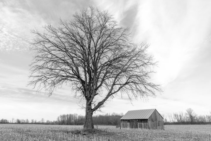 Tree and Barn Black and White