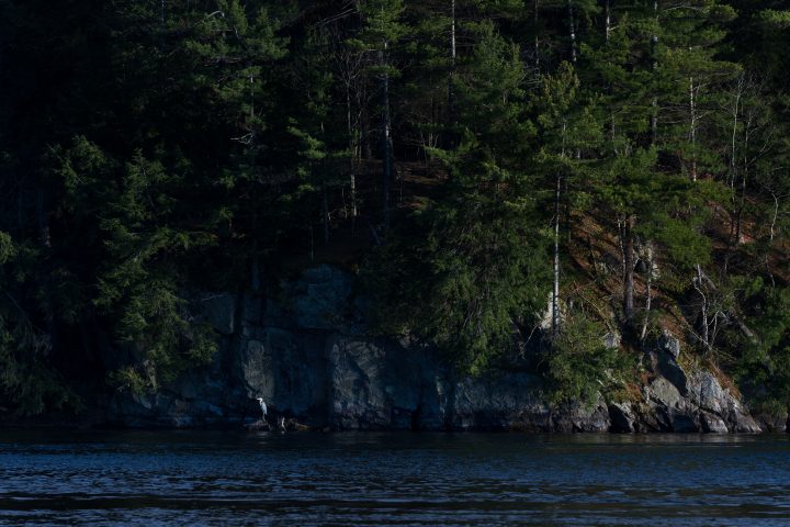 Heron and Shoreline