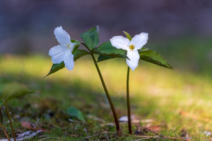 White Trillium