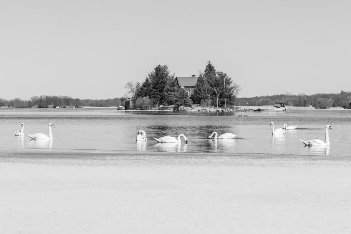 Swans and Island Black and White