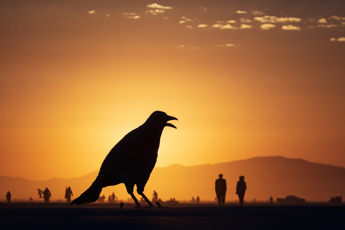 Murder INC. by: Murder Inc. from: San Francisco, CA year: 2019  Murder Inc. Seek out the individual crows on the Murder Map located in front to the Illumination Village to find the full murder circling the playa. Contact: murder@charlesgadeken.com