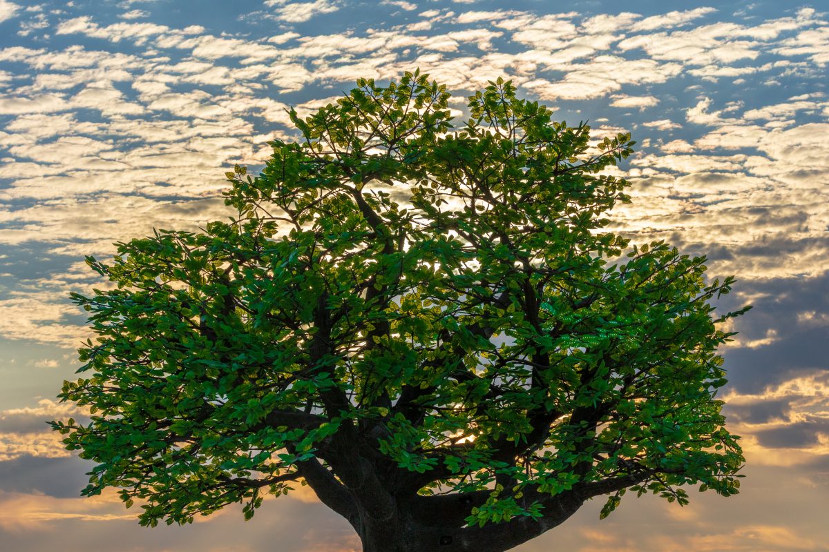 Tree of Ténéré by: Alexander Green, Zachary Smith, and Patrick Deegan from: San Francisco, CA year: 2017  An enormous lifelike tree, Ténéré offers shade to wanderers, adventure to climbers, and transcendent community to those gathered beneath its 15,000 LED leaves. Like its namesake - considered ...