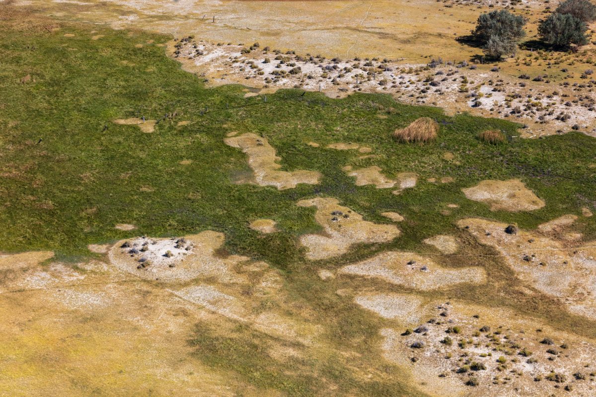 Nature near the playa.