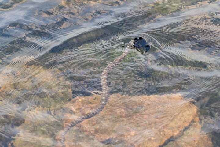Snake Eating a Fish
