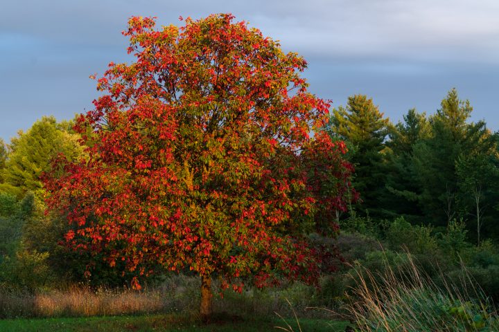 Tree with Red and Green Leaves at Dusk