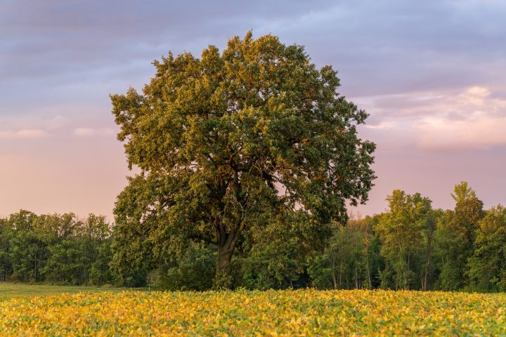 Tree in a Field 3