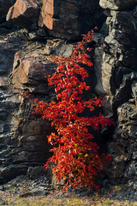 Red Maple and Stone