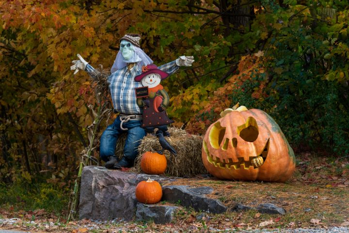 Scarecrow and Pumpkins