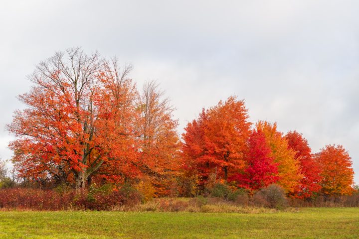 Fall Color and Grasses