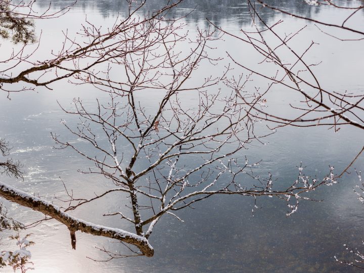 Two Leaves and Snow on Branch