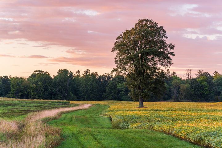 Tree in a Field 4