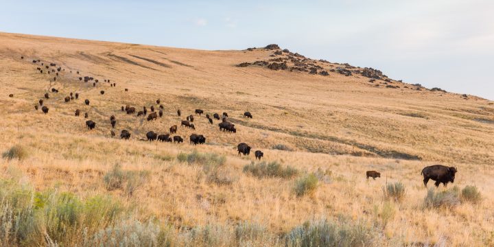 Herd of Bison Walking Down Hill
